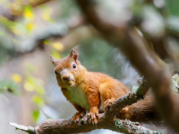 Red Squirrel (Sciurus vulgaris)