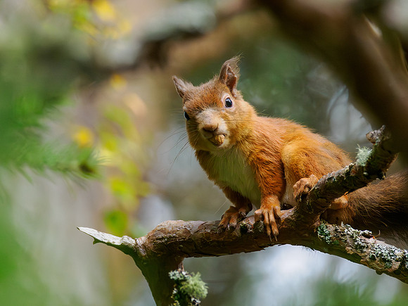 Red Squirrel (Sciurus vulgaris)