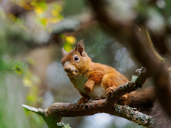 Red Squirrel (Sciurus vulgaris)