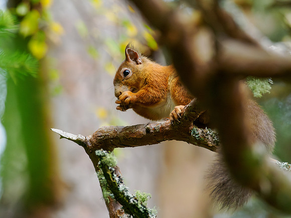 Red Squirrel (Sciurus vulgaris)