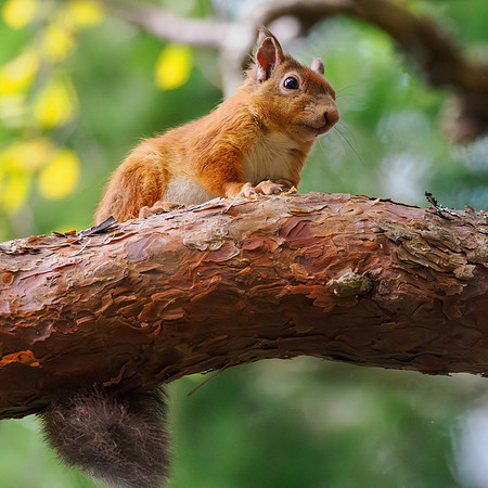 Red Squirrel (Sciurus vulgaris)