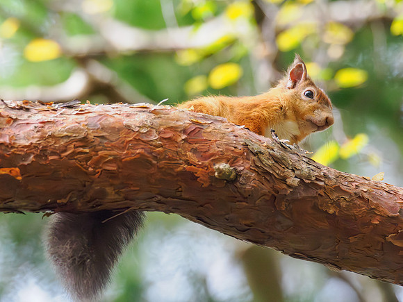 Red Squirrel (Sciurus vulgaris)
