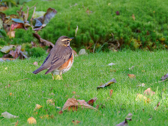 Redwing