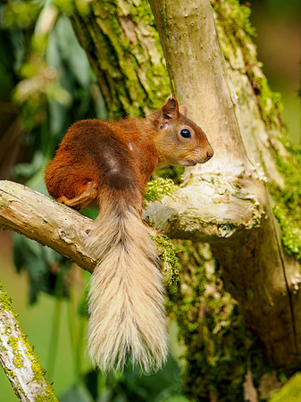 Garden Squirrel