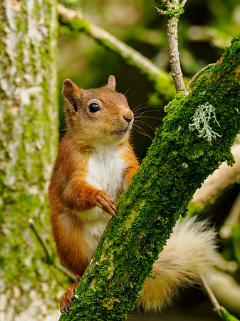 Garden Squirrel