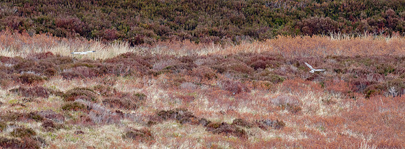 Hen Harrier