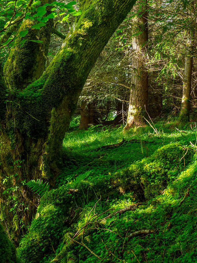 Cudrish Walk