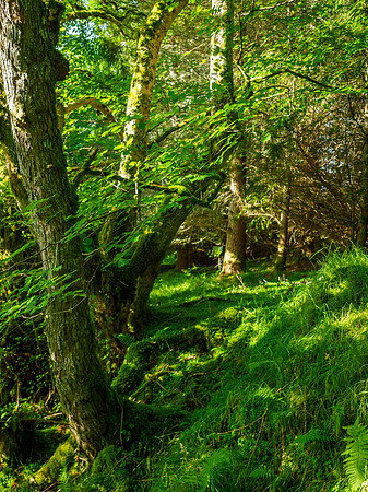 Cudrish Walk
