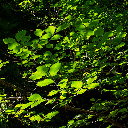 Cudrish Walk