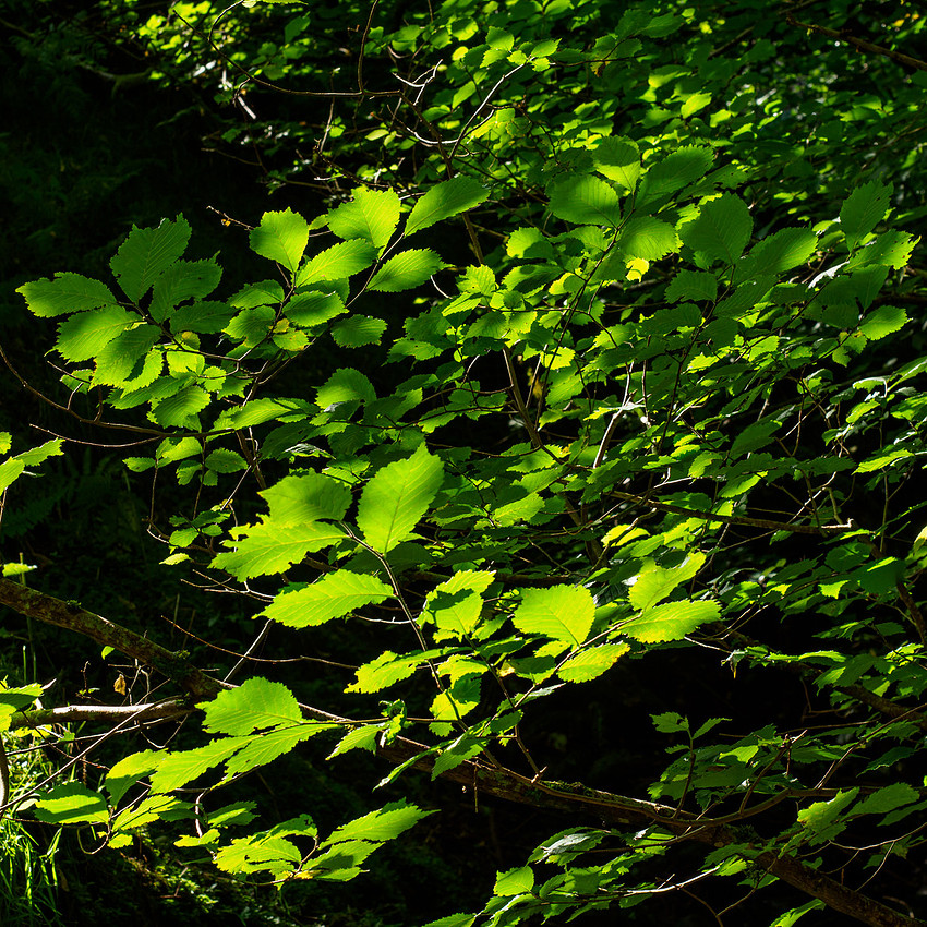 Cudrish Walk