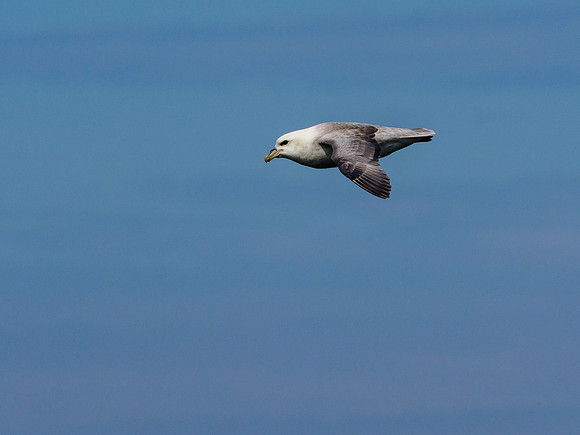 Flying Fulmar (Fulmarus glacialis)
