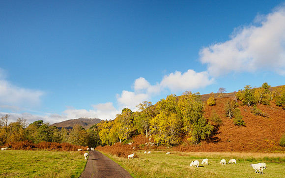 Autumn Colours