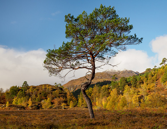 Lonesome Pine Revisited