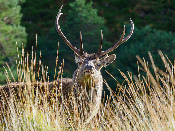 20231022-Glen Strathfarrar-EM122590-Edit