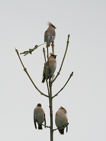 Waxwings