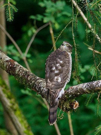 Sparrowhawk (Accipiter nisus)