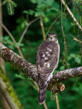 Sparrowhawk (Accipiter nisus)