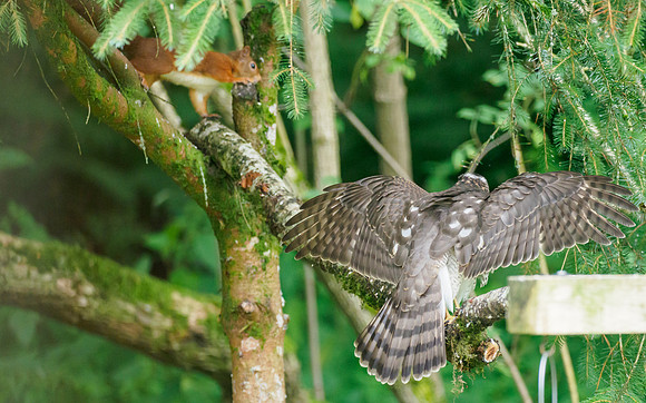 Sparrowhawk (Accipiter nisus)
