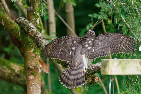 Sparrowhawk (Accipiter nisus)