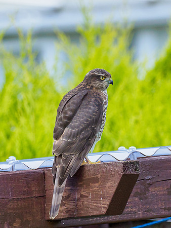 Sparrowhawk (Accipiter nisus)