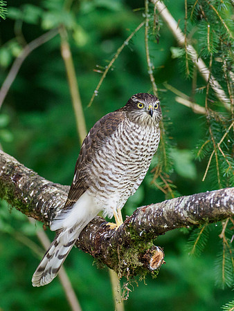 Sparrowhawk (Accipiter nisus)