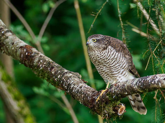 Sparrowhawk (Accipiter nisus)