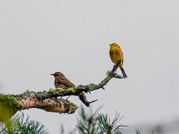 Red and Yellow