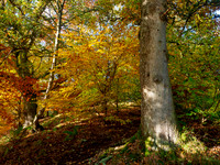 Autumn Balmacaan Colour