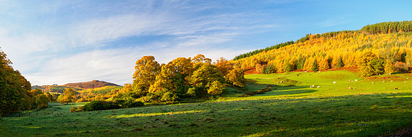 Autumn Balmacaan Colour