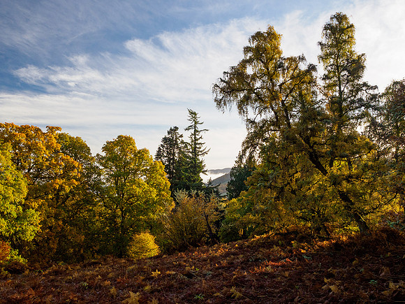 Autumn Balmacaan Colour