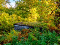 Autumn Balmacaan Colour