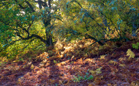 Autumn Balmacaan Colour