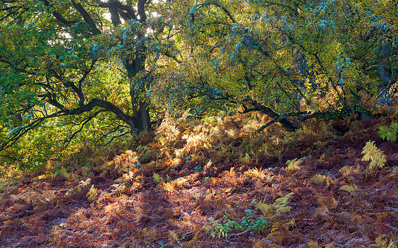 Autumn Balmacaan Colour