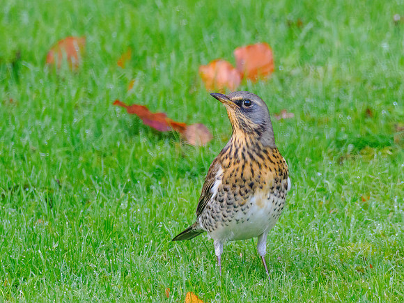 Garden Fieldfare