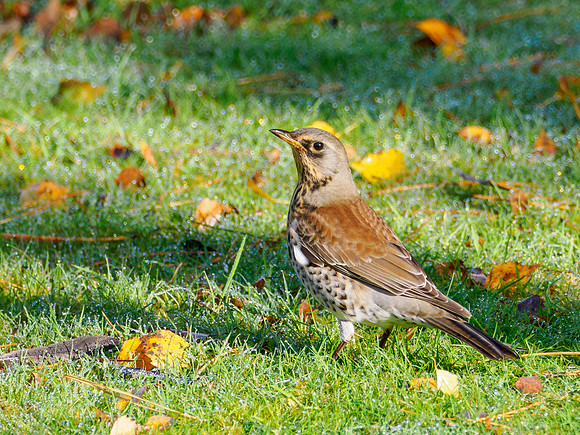 Garden Fieldfare