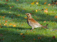 Garden Fieldfare