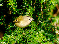 Goldcrest Sunshine
