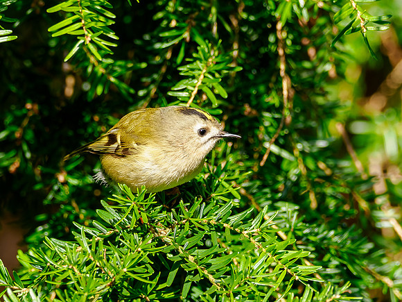 Goldcrest Sunshine