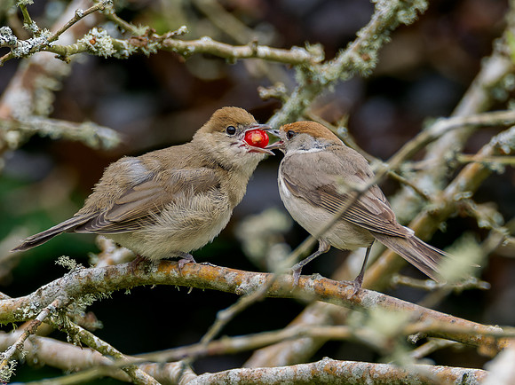 Feeding Time