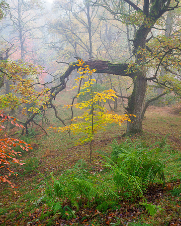 Mighty Oaks and Baby Beeches