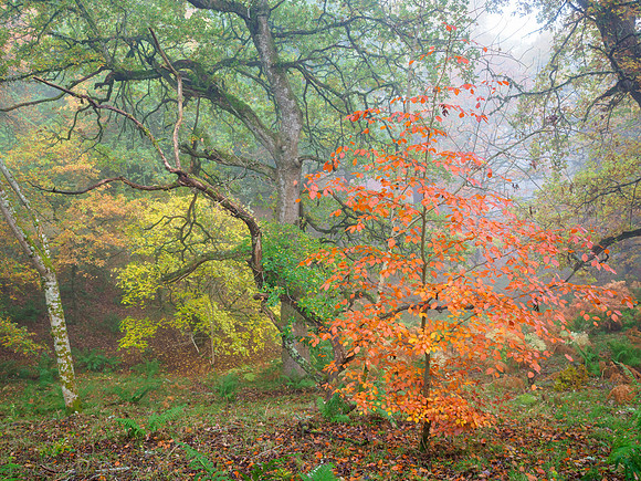 Mighty Oaks and Baby Beeches