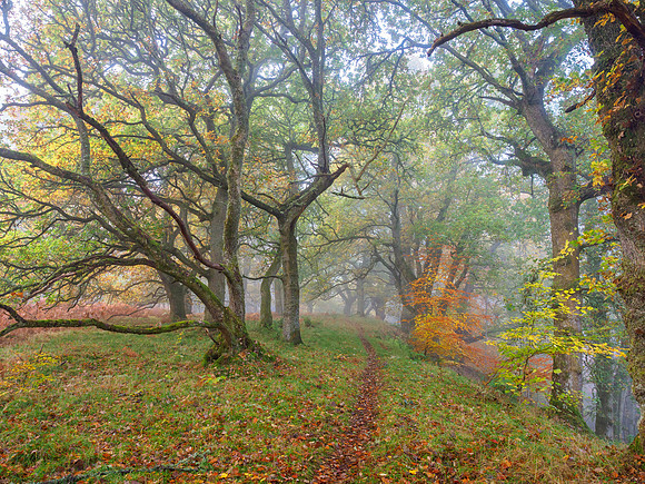Mighty Oaks and Baby Beeches