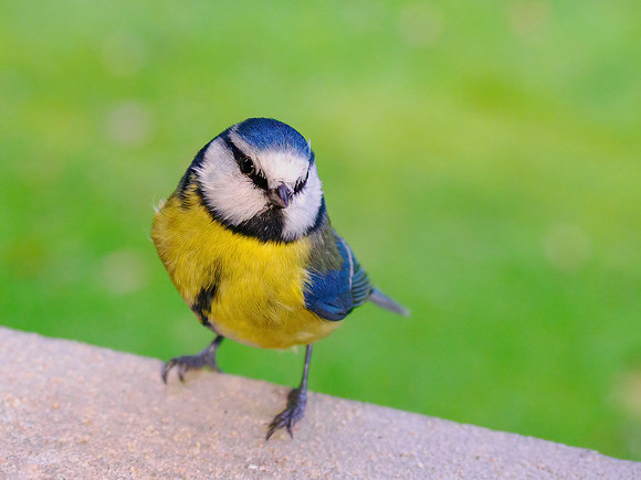 Blue Tit Close-up