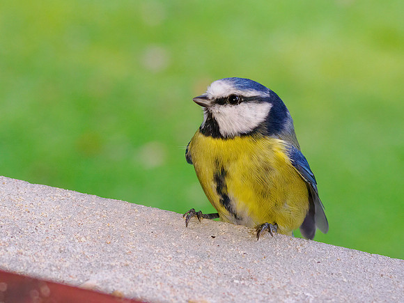 Blue Tit Close-up