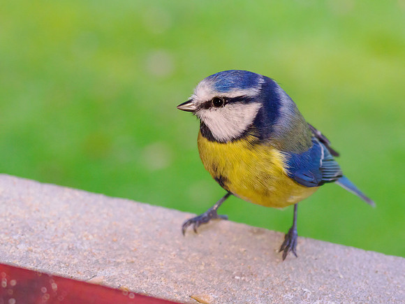 Blue Tit Close-up