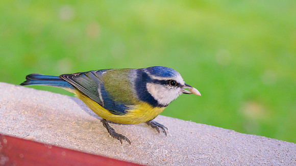 Blue Tit Close-up