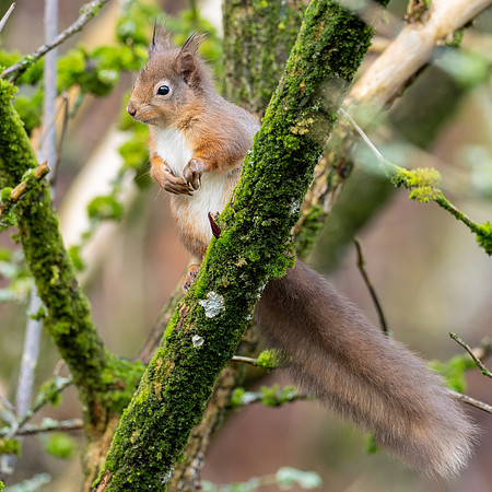 Red Squirrel (Feòrag ruadh