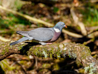 Wood Pigeon