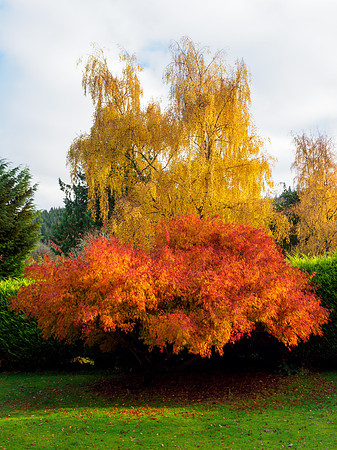 Garden Tree