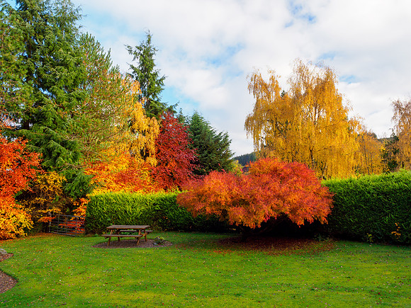 Garden Trees